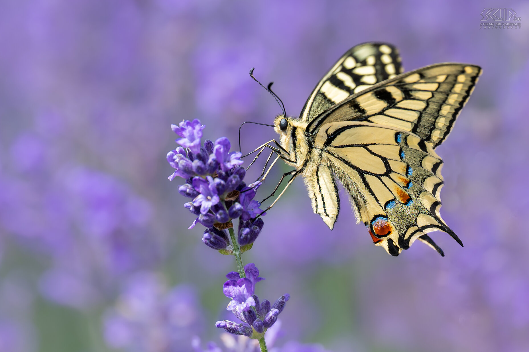 Butterflies - Common yellow swallowtail Some images of the many butterflies in our garden in Scherpenheuvel. For a few years now I have been busy planting more diverse shrubs and flowers in our garden in the hope of attracting more wildlife and insects. Last summer the results were spectacular because we saw many colorful butterflies. Stefan Cruysberghs